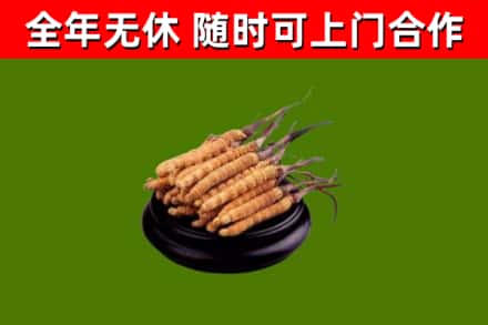 红河烟酒回收冬虫夏草.jpg