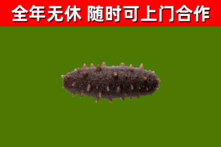 红河烟酒回收干海参.jpg